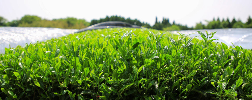 Die Tradition des Teegartens von Marukyu Koyamaen: Ein Erbe von 1704 bis heute
