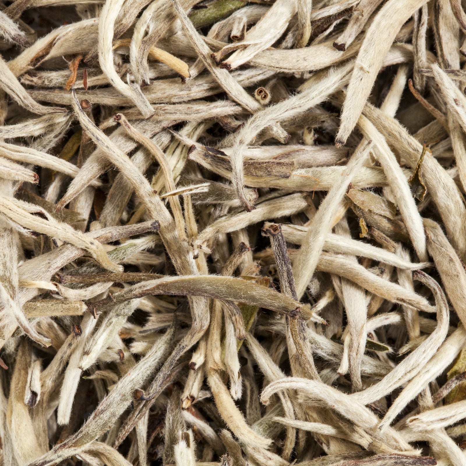 WEISSER TEE – URSPRUNG, HERSTELLUNG UND BESONDERHEITEN EINER DER URSPRÜNGLICHSTEN TEESORTEN