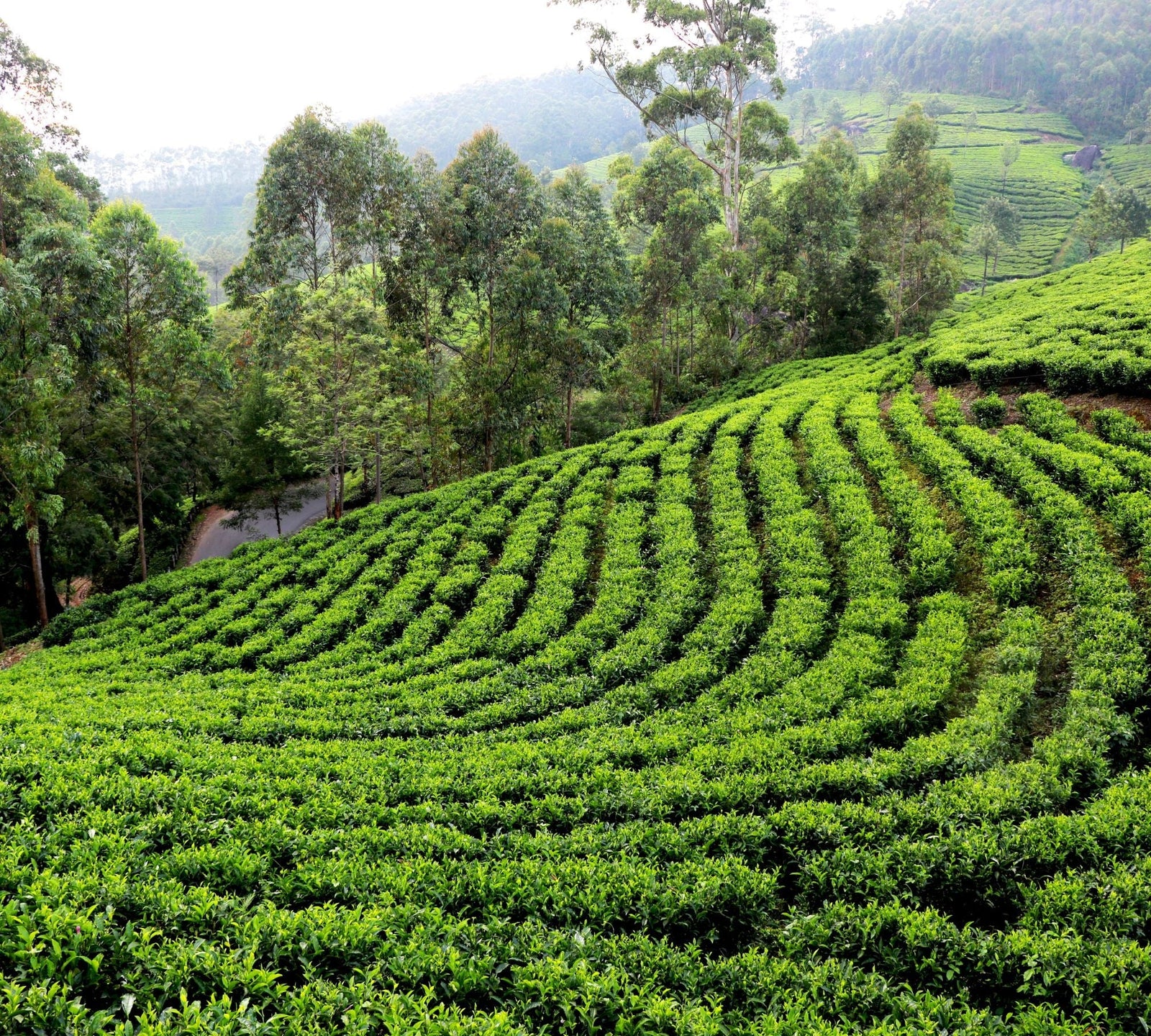 TEE IM URSPRUNGSLAND – BOTANIK, PFLANZE UND NATÜRLICHE HERKUNFT