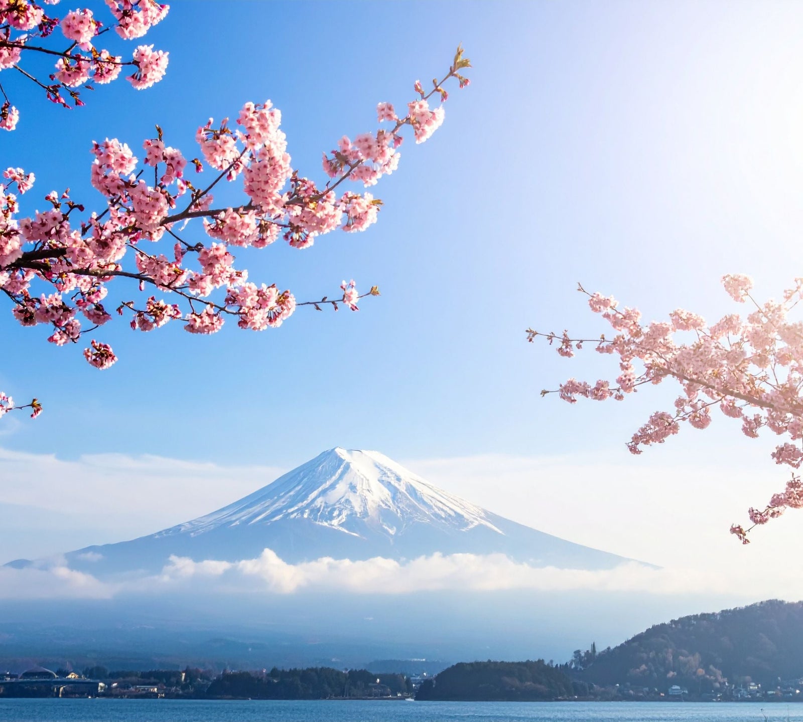 DIE MAGIE DER SAKURA-ZEIT: WIE DIE JAPANISCHE TEEKULTUR DEN FRÜHLING FEIERT
