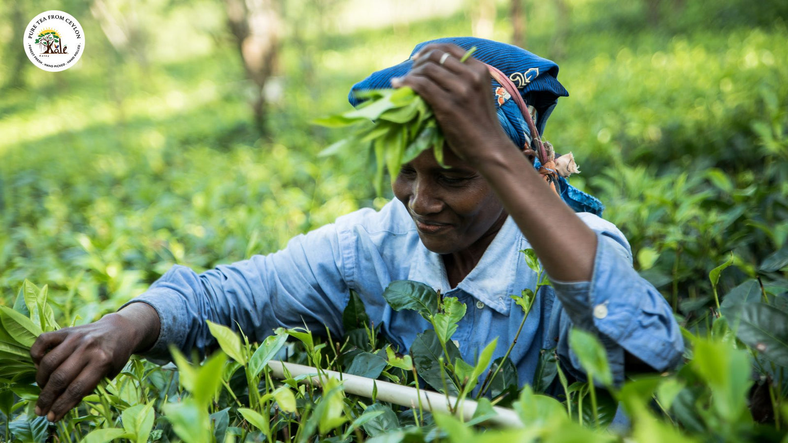 TEE VON DER KALEY NATURAL FARM AUS SRI LANKA