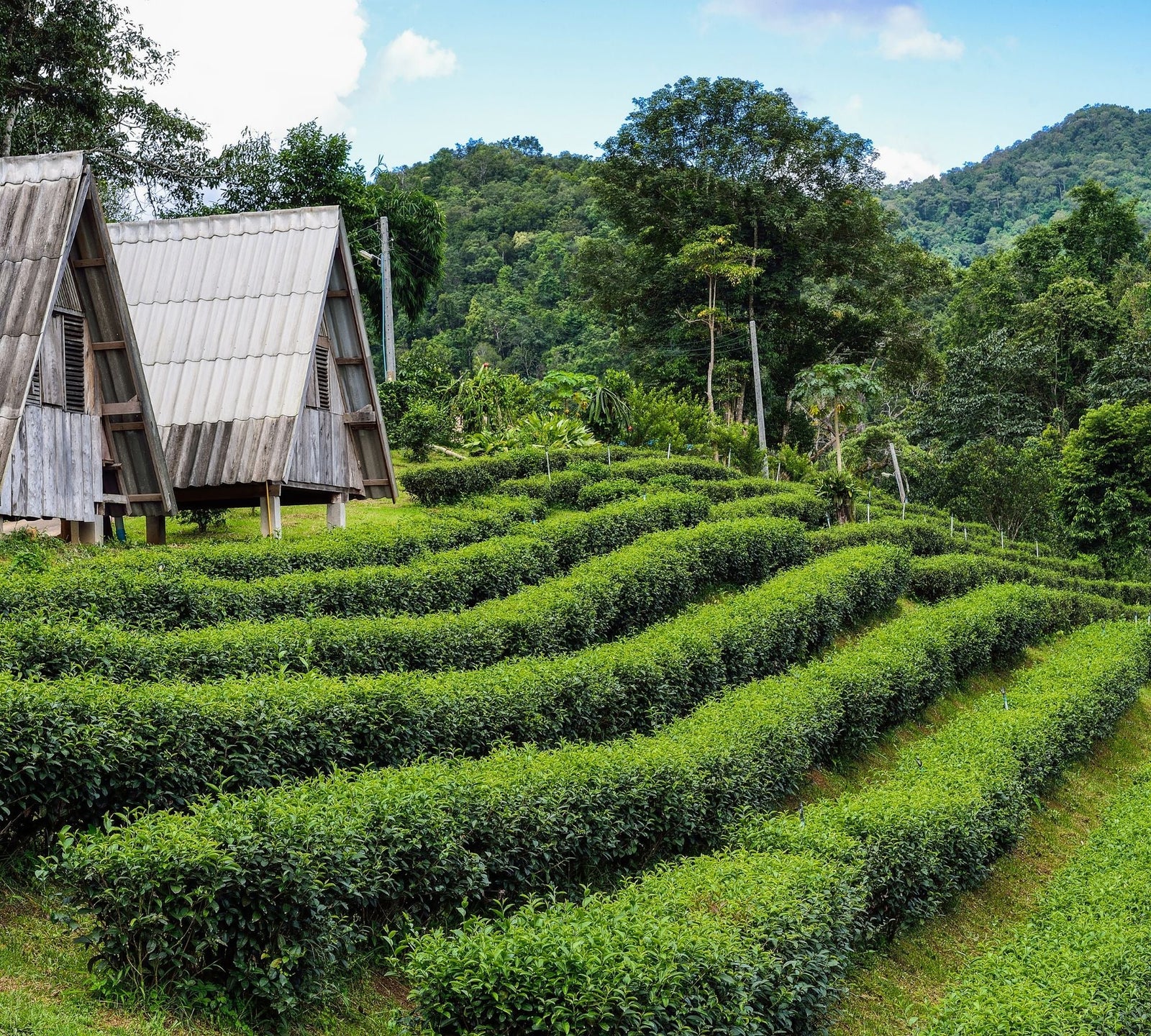 Schwarztee - Assam