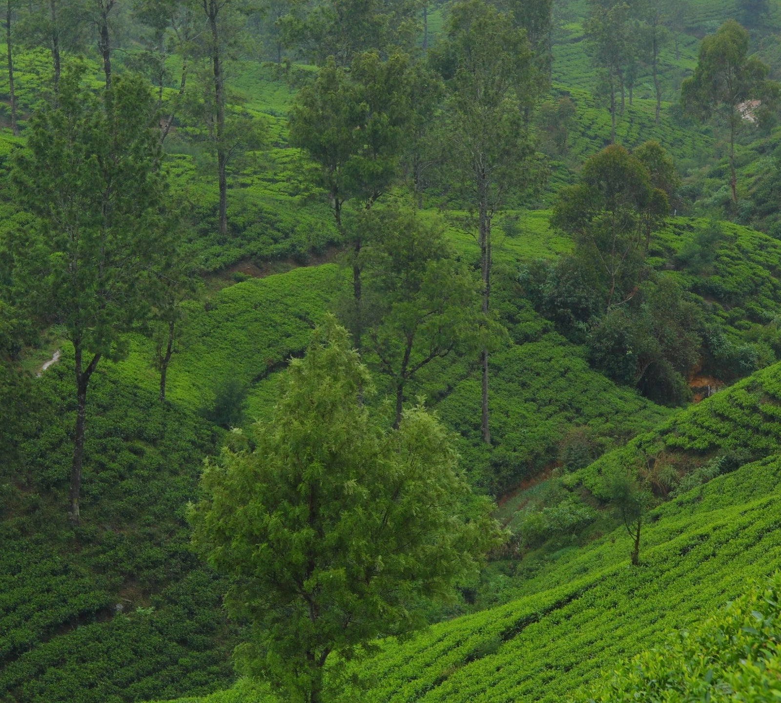 Oolong - Herkunft Ceylon