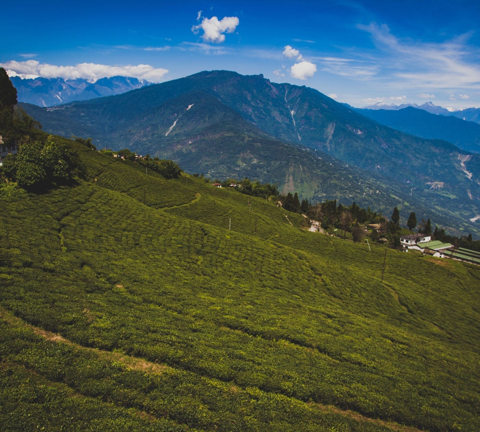 Oolong - Herkunft Assam