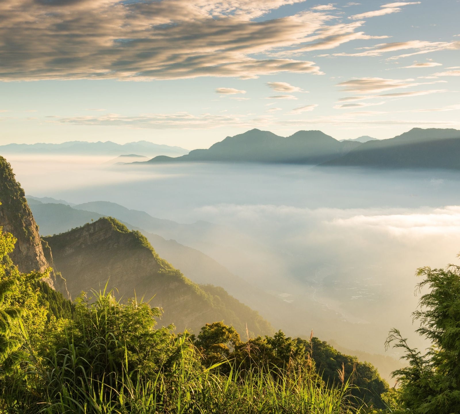 Oolong - Herkunft Taiwan