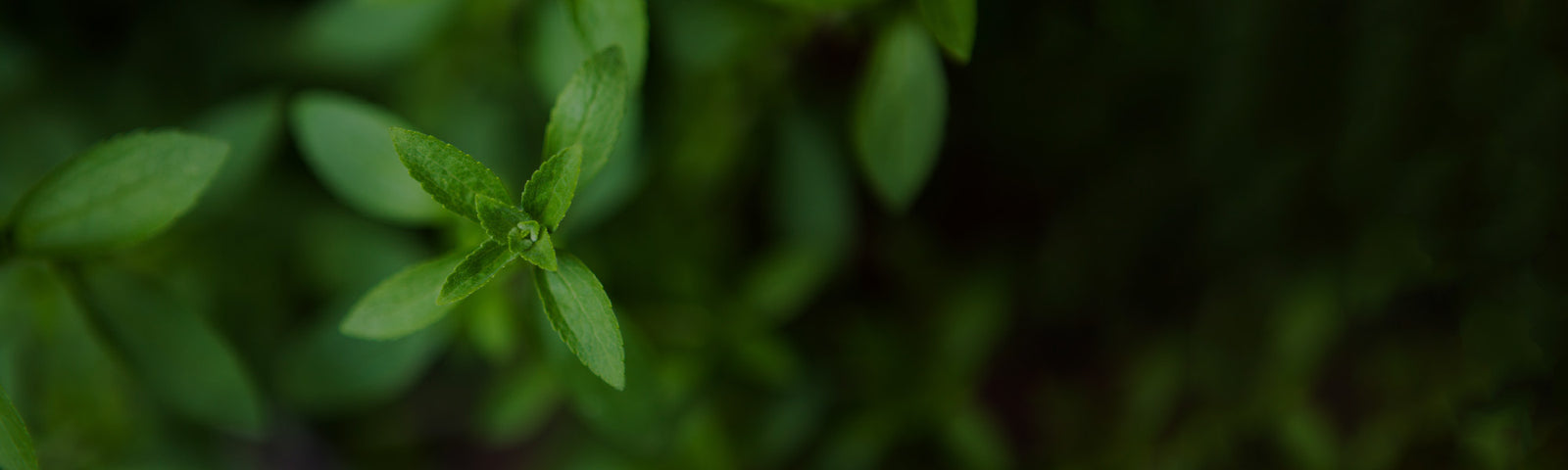 Stevia