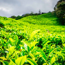 Kolumbien La Cumbre Valle del Cauca Oolong Bio