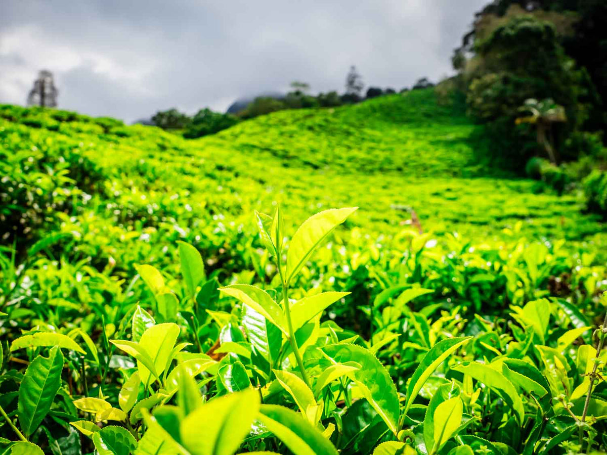 Kolumbien La Cumbre Valle del Cauca Oolong Bio